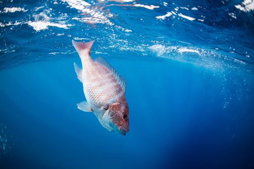 Great Red Snapper Count