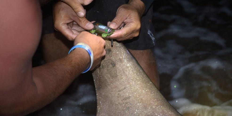 Satellite tagging a Scalloped Hammerhead Shark at Padre Island National Seashore.