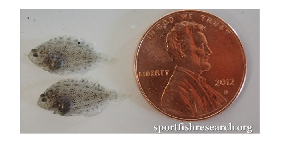 These juvenile Southern Flounder found during the post-opening surveys suggest that flatfish species are also taking advantage of Cedar Bayou's reopening.