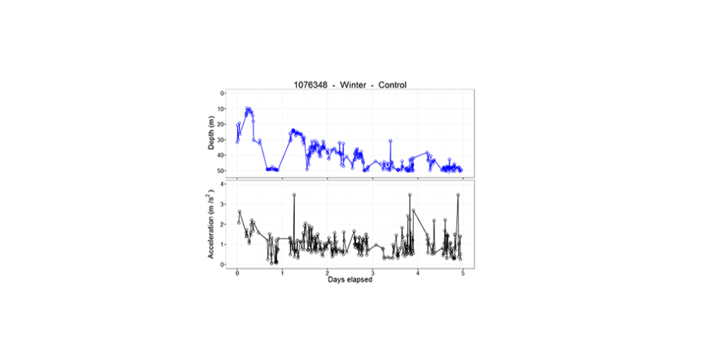 Results from the acoustic transmitters provide acceleration and depth data allowing us to monitor the fish's activity post-release.