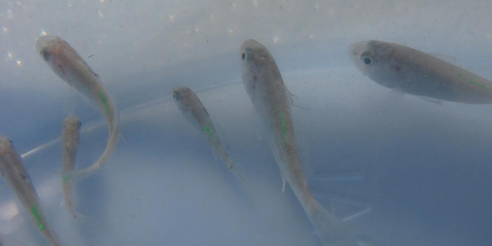 Juvenile red drum (25 mm) tagged using Visible Implant Elastomer (VIE) for a tag and recapture experiment in fragmented seagrass habitats.