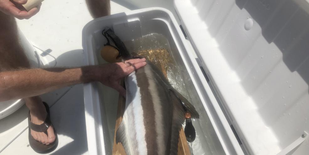 Cobia 1