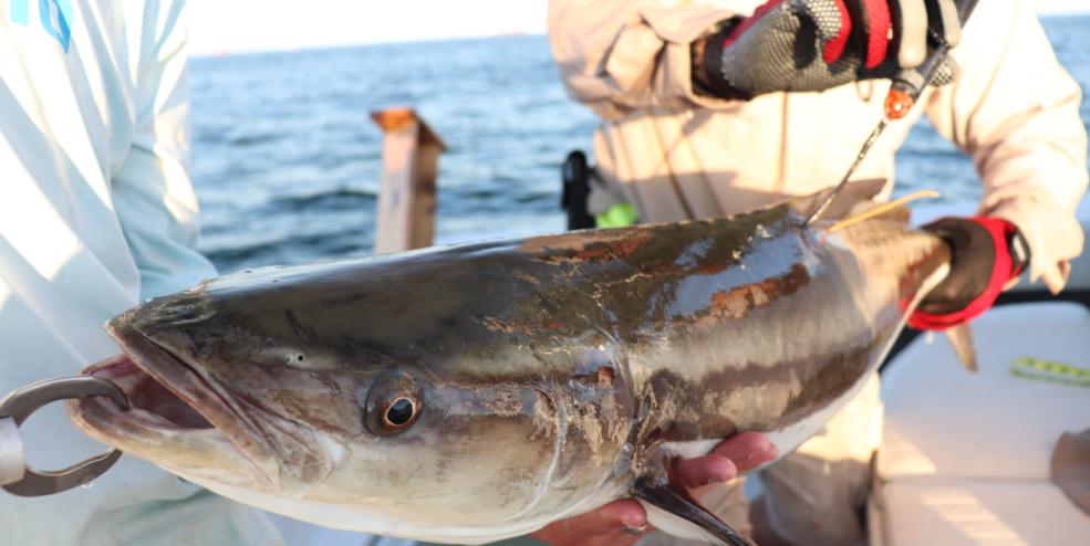 cobia tag