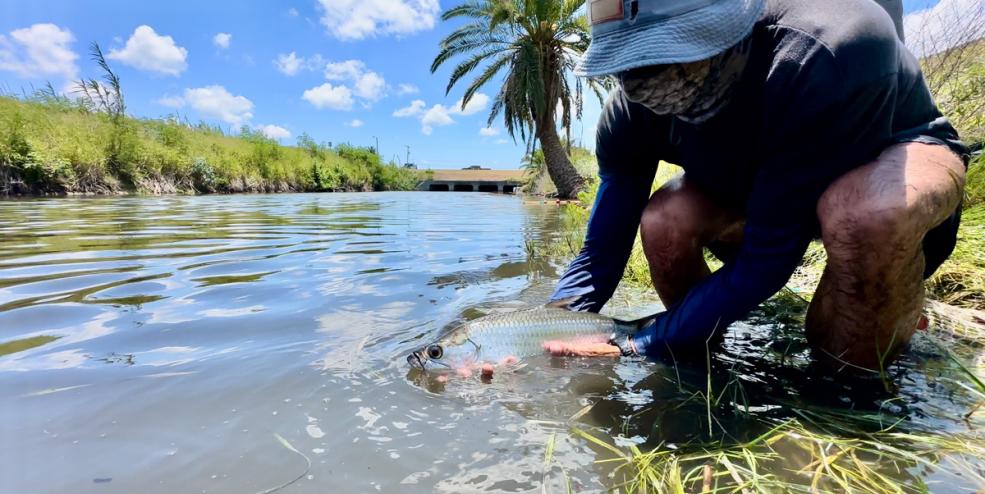 juvenile tarpon in Texas bay inlet