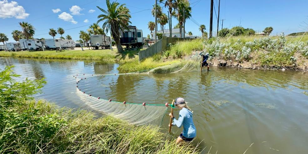 Researchers seining Texas bay inlet for juvenile tarpon