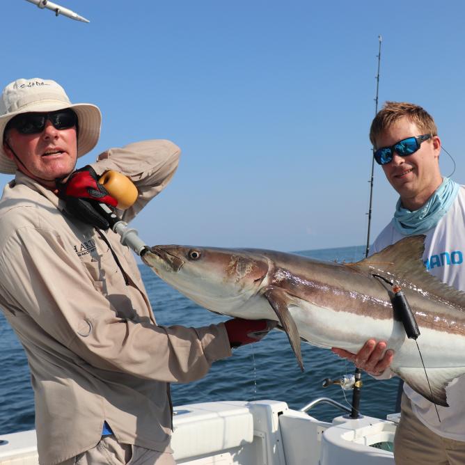 Cobia